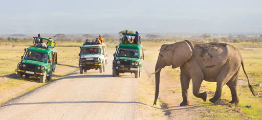 safari holidays safari holidays