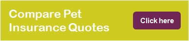 pet insurance